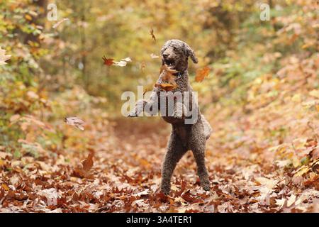 Barboncino gigante Foto Stock