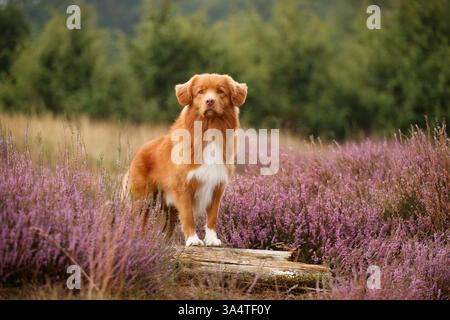Nova Scotia Duck Tolling Retriever Foto Stock