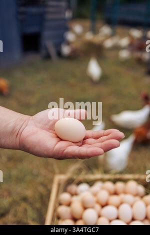 Agricoltore che detiene un uovo biologico fresco con un cesto di uova e polli allevati all'aperto sullo sfondo, Foto Stock
