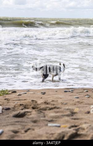 Un bel Blue Merle, Border Collie che si diverte sulla spiaggia. Foto Stock