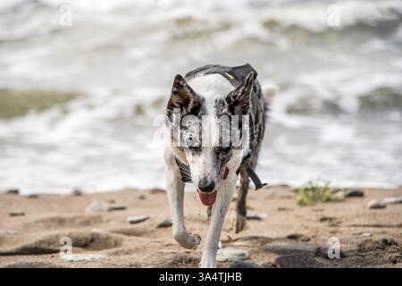 Un bel Blue Merle, Border Collie che si diverte sulla spiaggia. Foto Stock