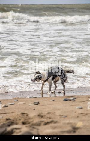 Un bellissimo Blue Merle, Border Collie che si diverte su una spiaggia e si scuote l'acqua. Foto Stock