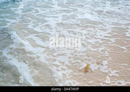 Godetevi la serenità delle onde morbide che scivolano su una spiaggia sabbiosa, creando rilassanti motivi in schiuma. Questo tranquillo ambiente sull'oceano evoca relax e relax Foto Stock