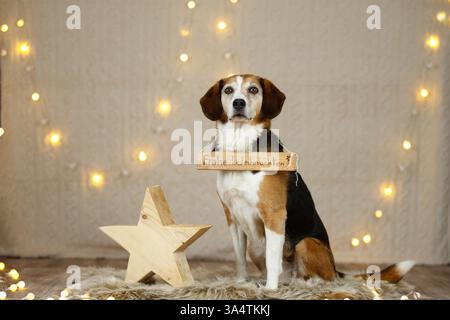 Beagle nella decorazione natalizia Foto Stock