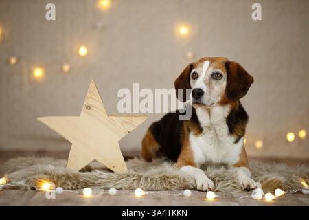 Beagle nella decorazione natalizia Foto Stock