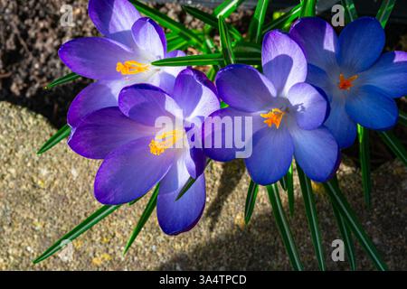 Il croco di zafferano viola sembra saltare fuori dall'immagine Foto Stock