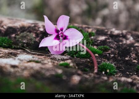 Il fiore rosa ciclamino europeo giace su pietre ricoperte di muschio verde. Sfondo erba naturale. La magia della rinascita della natura nella stagione primaverile, nella foresta e nel giardino. Foto Stock