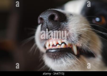 Cane pericoloso e arrabbiato. Collie aggressivo per il bordo del cane da cucciolo che barba i denti zanne che sembrano aggressivi pericolosi. Guardiano che ringhia un cane spaventoso pronto per l'attacco. Animale infettato dalla rabbia. Foto Stock