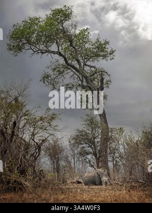 Rinoceronte bianco che riposa sotto l'albero Foto Stock