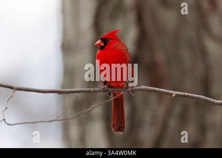 Un cardinale del nord maschile arroccato su un albero con un piumaggio rosso brillante Foto Stock