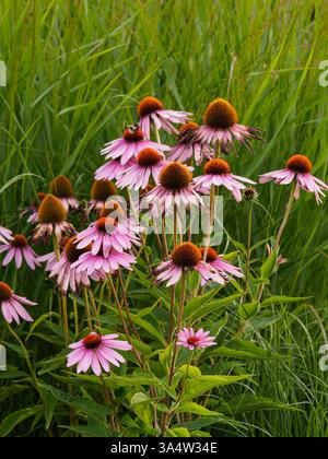 Echinacea purpurea (L.) Moench. - una specie di piante della famiglia delle asteraceae. Viene dal Nord America. Piante medicinali e ornamentali. fiori Foto Stock