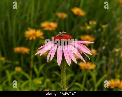 Echinacea purpurea (L.) Moench. - una specie di piante della famiglia delle asteraceae. Viene dal Nord America. Piante medicinali e ornamentali. fiori Foto Stock