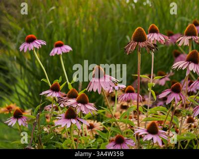 Echinacea purpurea (L.) Moench. - una specie di piante della famiglia delle asteraceae. Viene dal Nord America. Piante medicinali e ornamentali. fiori Foto Stock