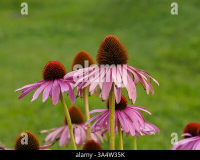 Echinacea purpurea (L.) Moench. - una specie di piante della famiglia delle asteraceae. Viene dal Nord America. Piante medicinali e ornamentali. fiori Foto Stock