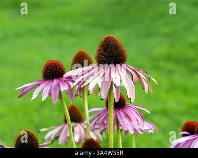 Echinacea purpurea (L.) Moench. - una specie di piante della famiglia delle asteraceae. Viene dal Nord America. Piante medicinali e ornamentali. fiori Foto Stock