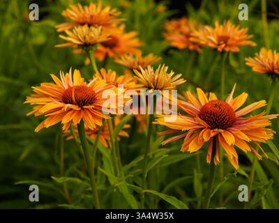 Echinacea purpurea (L.) Moench. - una specie di piante della famiglia delle asteraceae. Viene dal Nord America. Piante medicinali e ornamentali. fiori Foto Stock