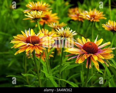 Echinacea purpurea (L.) Moench. - una specie di piante della famiglia delle asteraceae. Viene dal Nord America. Piante medicinali e ornamentali. fiori Foto Stock