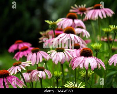 Echinacea purpurea (L.) Moench. - una specie di piante della famiglia delle asteraceae. Viene dal Nord America. Piante medicinali e ornamentali. fiori Foto Stock