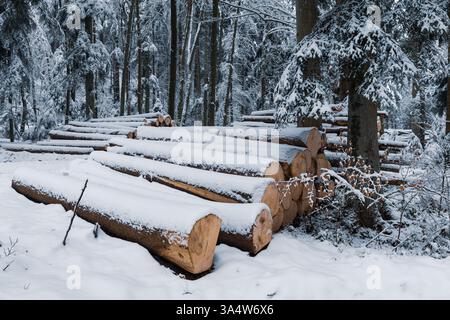 Tronchi di alberi impilati ricoperti di neve in una foresta in Svizzera, scena invernale epica, tronchi di alberi, legname Foto Stock