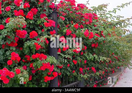 Un cespuglio di rose rosse cresce vicino a una recinzione di ferro, Flowers Foto Stock