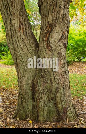 Cercidiphyllum japonicum - tronchi di Katsura in estate. Foto Stock
