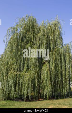 Salix x sepulcralis 'Chrysocoma' - Salice piangente dorata in estate. Foto Stock
