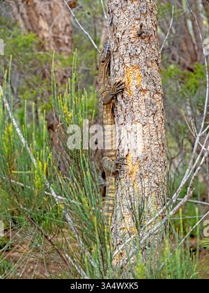 Goanna su un albero Foto Stock