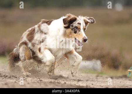 Pastore australiano Foto Stock