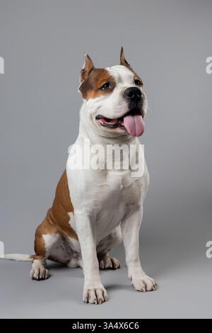 Uno Staffordshire Terrier americano forte e sicuro di sé si trova con orgoglio su uno sfondo grigio neutro, la sua lingua leggermente fuori e gli occhi pieni di energia. Foto Stock