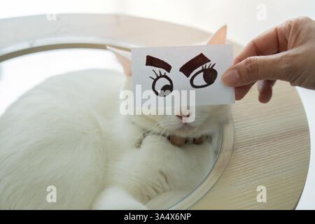 Gatto americano bianco pelo corto che dorme su gatto towercat con una divertente maschera di carta. Faccia divertente di un gatto. Foto Stock