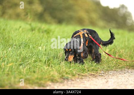 English Cocker Spaniel Foto Stock