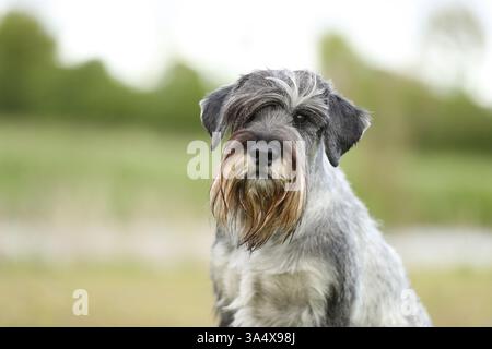 Schnauzer standard Foto Stock