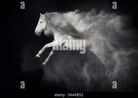 Pura Raza Espanola in studio Foto Stock