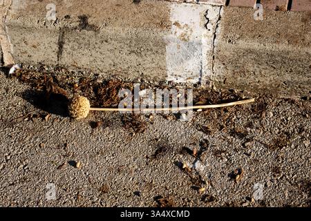 Testa singola di semi secchi autunnali di aglio selvatico o di corvo (Allium Vigna) che giace sulla strada Foto Stock