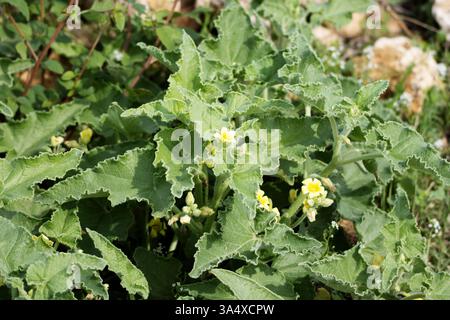 Cetriolo strisciante o cetriolo esplosivo (Ecballium elaterium) Foto Stock