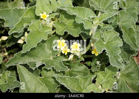 Cetriolo strisciante o cetriolo esplosivo (Ecballium elaterium) Foto Stock