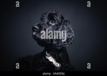 English Cocker Spaniel Foto Stock