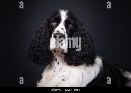English Springer Spaniel Foto Stock