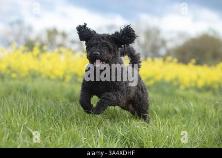Perro de Agua Espanol Foto Stock