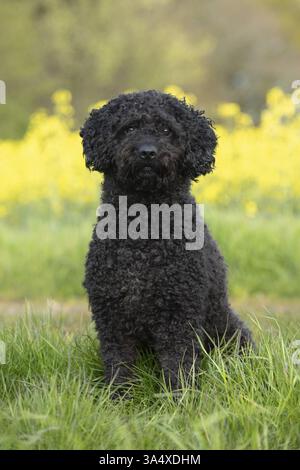 Perro de Agua Espanol Foto Stock