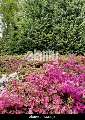 Un primo piano di vibranti fiori di rododendro con lussureggianti alberi verdi sullo sfondo, catturati nei panoramici giardini Keukenhof Foto Stock