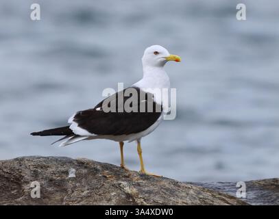 Il gabbiano con la parte inferiore nera (Larus fuscus) in piedi su una roccia in estate. Foto Stock