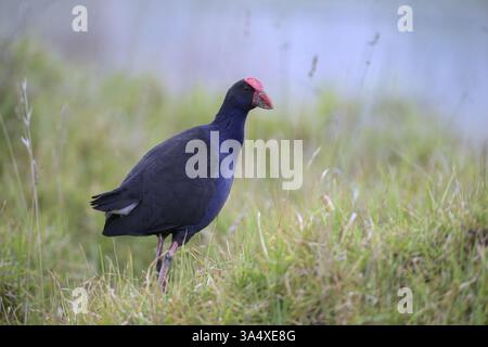 Pukeko Foto Stock