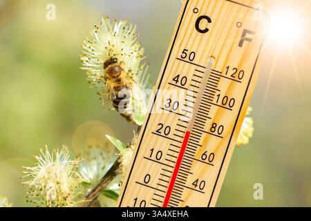 Warme Temperatur und Pollenflug im Frühling Ein Thermometer zeigt Warme Temperatur vor Blüten mit Biene beim Pollensammeln - FOTOMONTAGE *** temp. Calda Foto Stock