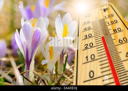 Warme Temperatur und Pollenflug im Frühling Ein Thermometer zeigt Warme Temperatur vor Blüten mit Pollenflug - FOTOMONTAGE *** Warm temperature and po Foto Stock