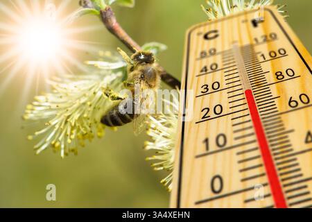 Warme Temperatur und Pollenflug im Frühling Ein Thermometer zeigt Warme Temperatur vor Blüten mit Biene beim Pollensammeln - FOTOMONTAGE *** temp. Calda Foto Stock