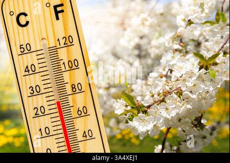 Warme Temperatur und Pollenflug im Frühling Ein Thermometer zeigt Warme Temperatur vor Blüten mit Pollenflug - FOTOMONTAGE *** Warm temperature and po Foto Stock