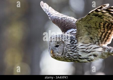 Gufo degli Urali nel primo piano in volo nella foresta Foto Stock