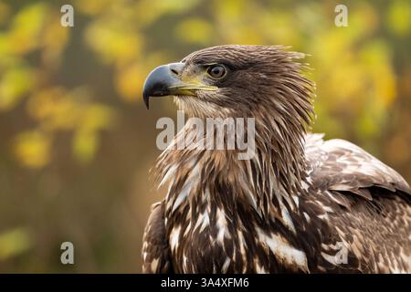 Ritratto giovanile di aquila dalla coda bianca con sfondo autunnale Foto Stock