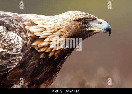 Ritratto dell'aquila d'oro nel paesaggio della palude Foto Stock